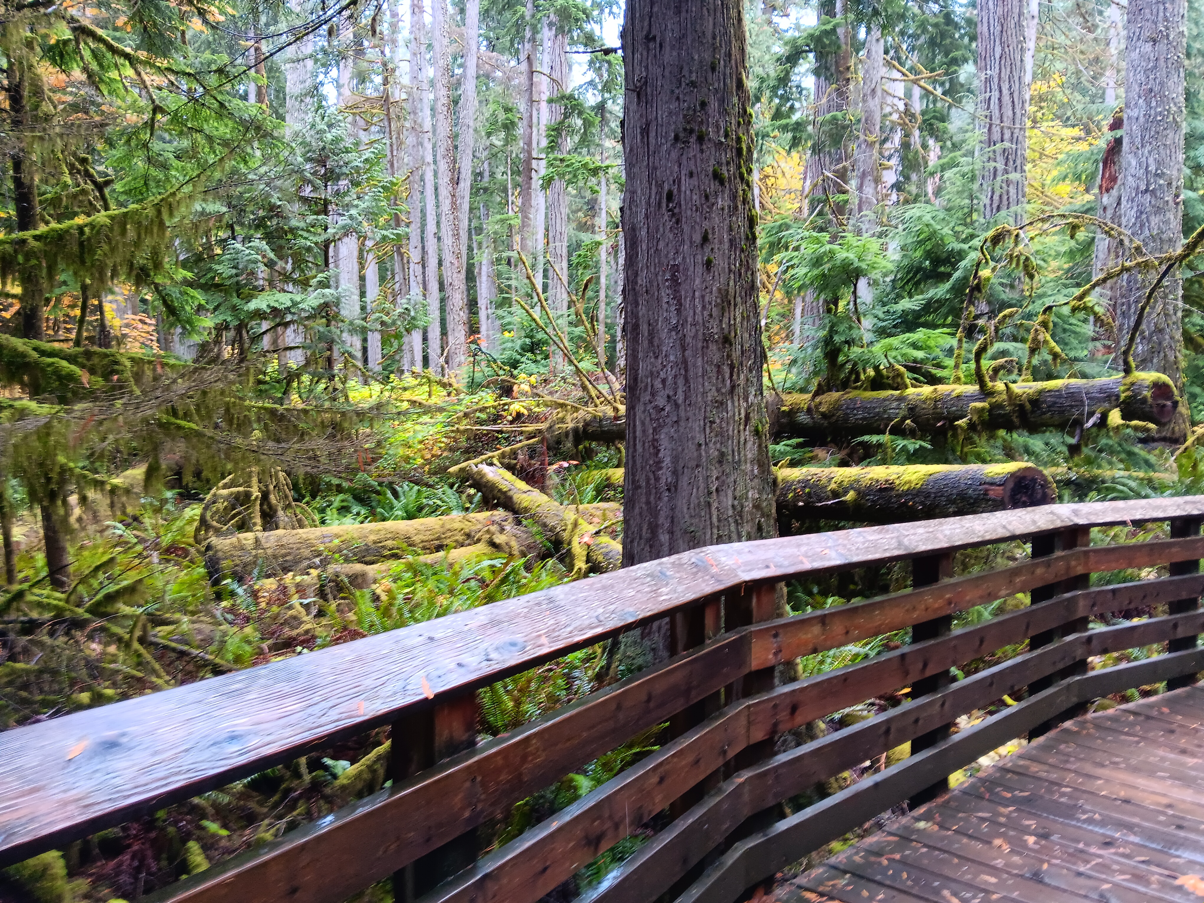 Cathedral Grove - Windstorm Damage
